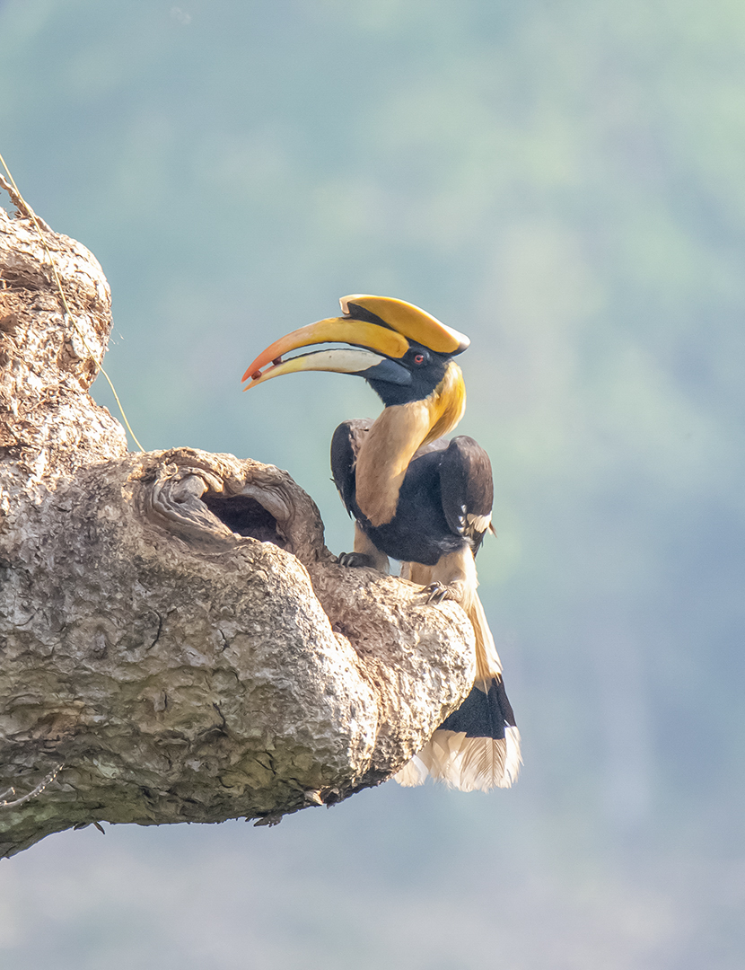 Hornbill by Vivek Joshi