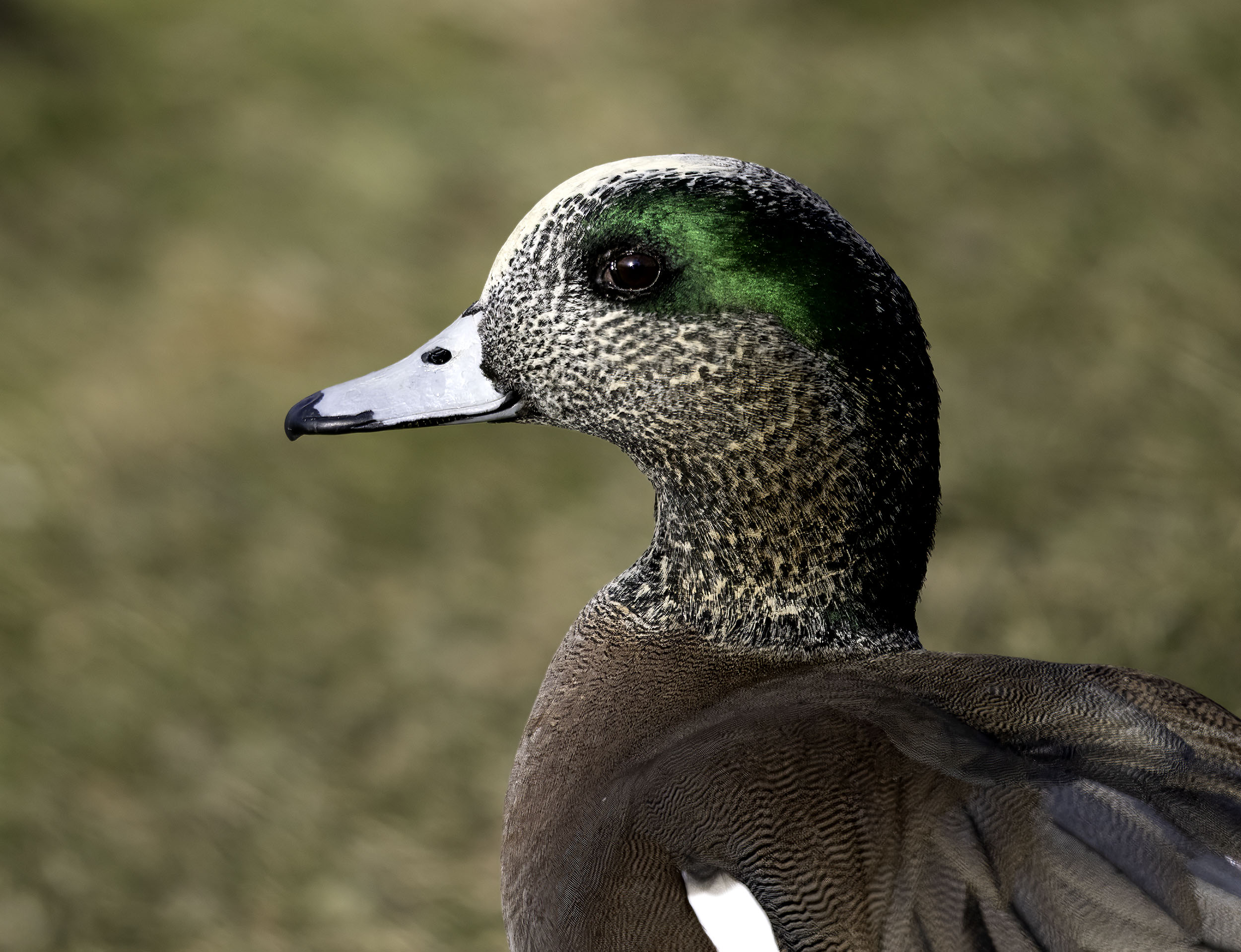 American Widgeon by Ruth Mayer