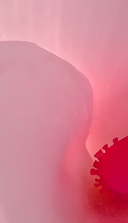 Close up of Pie Flower by Joan Field