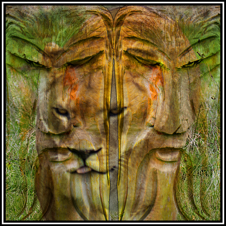 Lions by Ian Ledgard