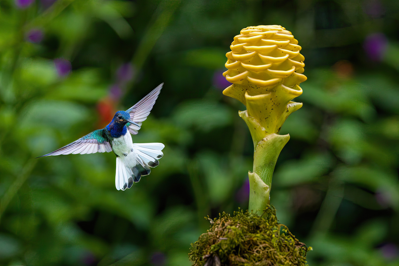 White-necked Jacobin by Michael Braunstein