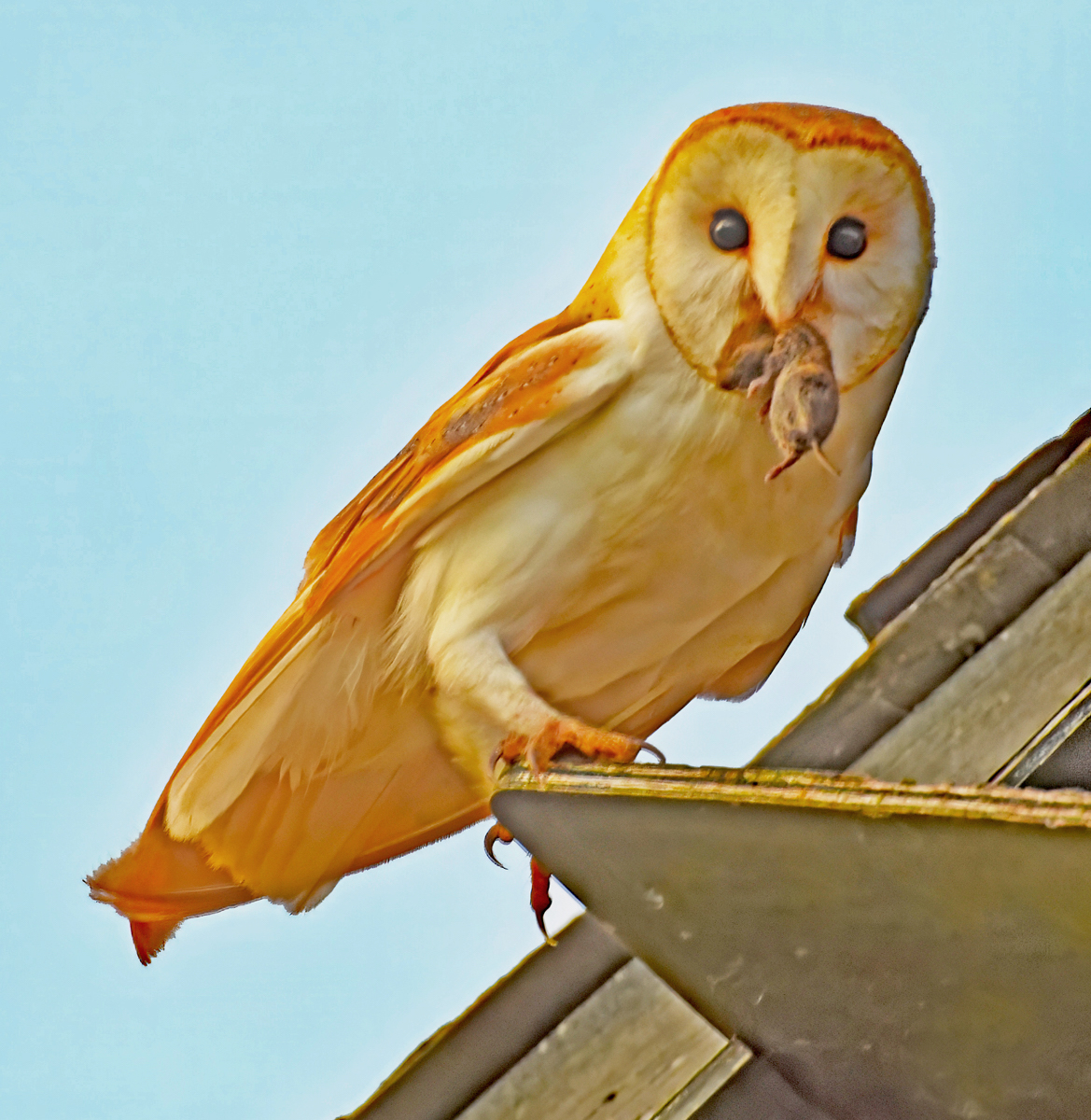 Barn Owl with Shrew by Mike Cowdrey