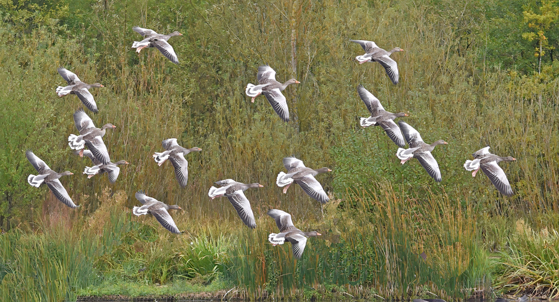 Greylag Geese Arrival by Mike Cowdrey