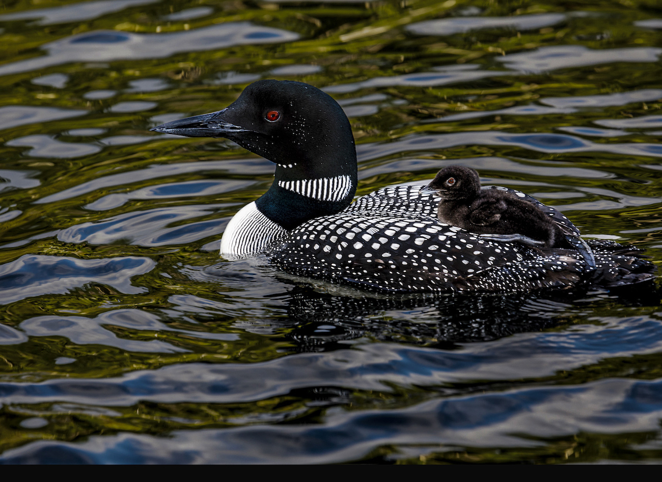 Loon and Chick by Michael Braunstein