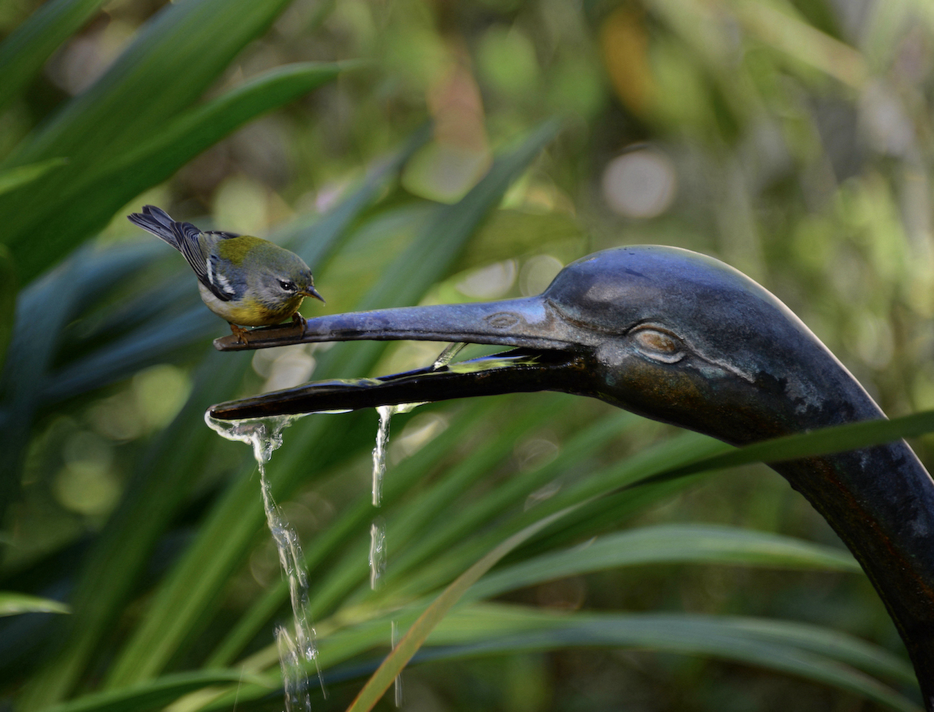 Northern Parula Warbler by Tom Buckard