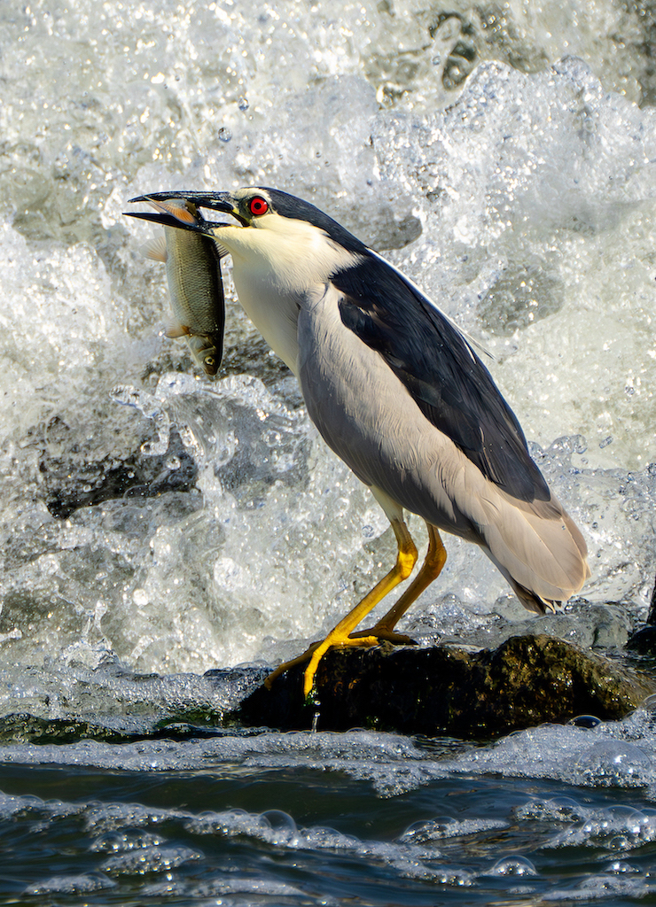 Night Heron by Veysi Arcagok
