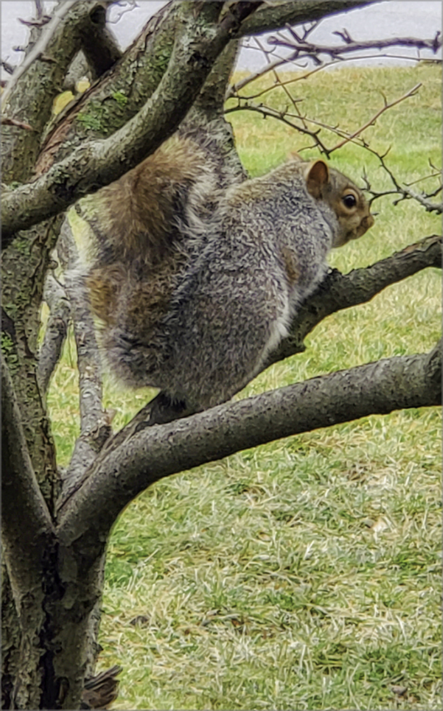 Squirrel by Marti Buckely