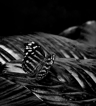 Butterfly by Al Swanson