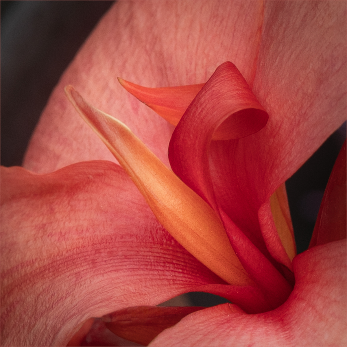 Canna Close Up by Peggy Reeder