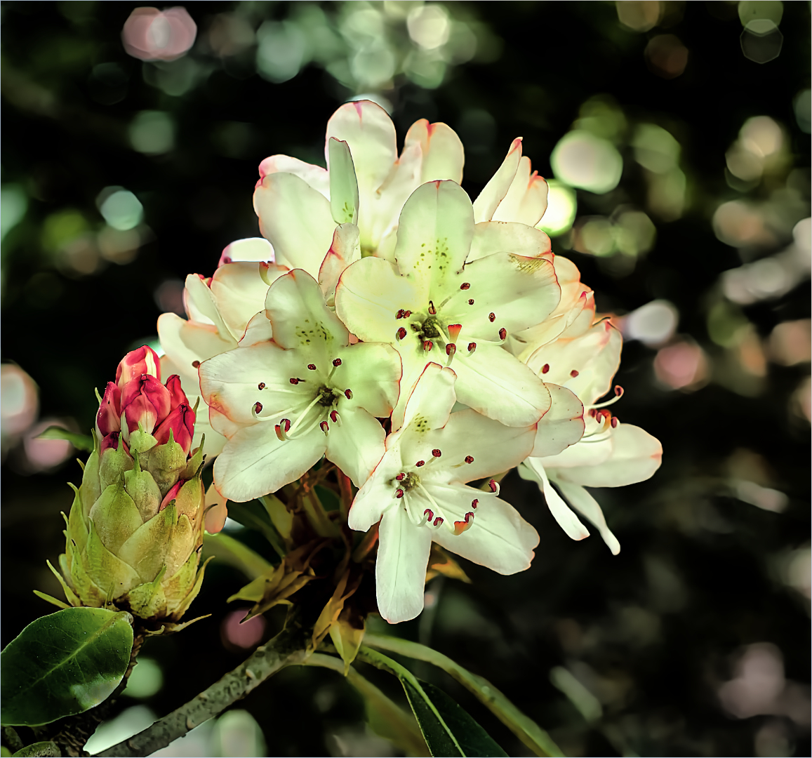 Spring Blooms Along the Trail by Richard Stauber