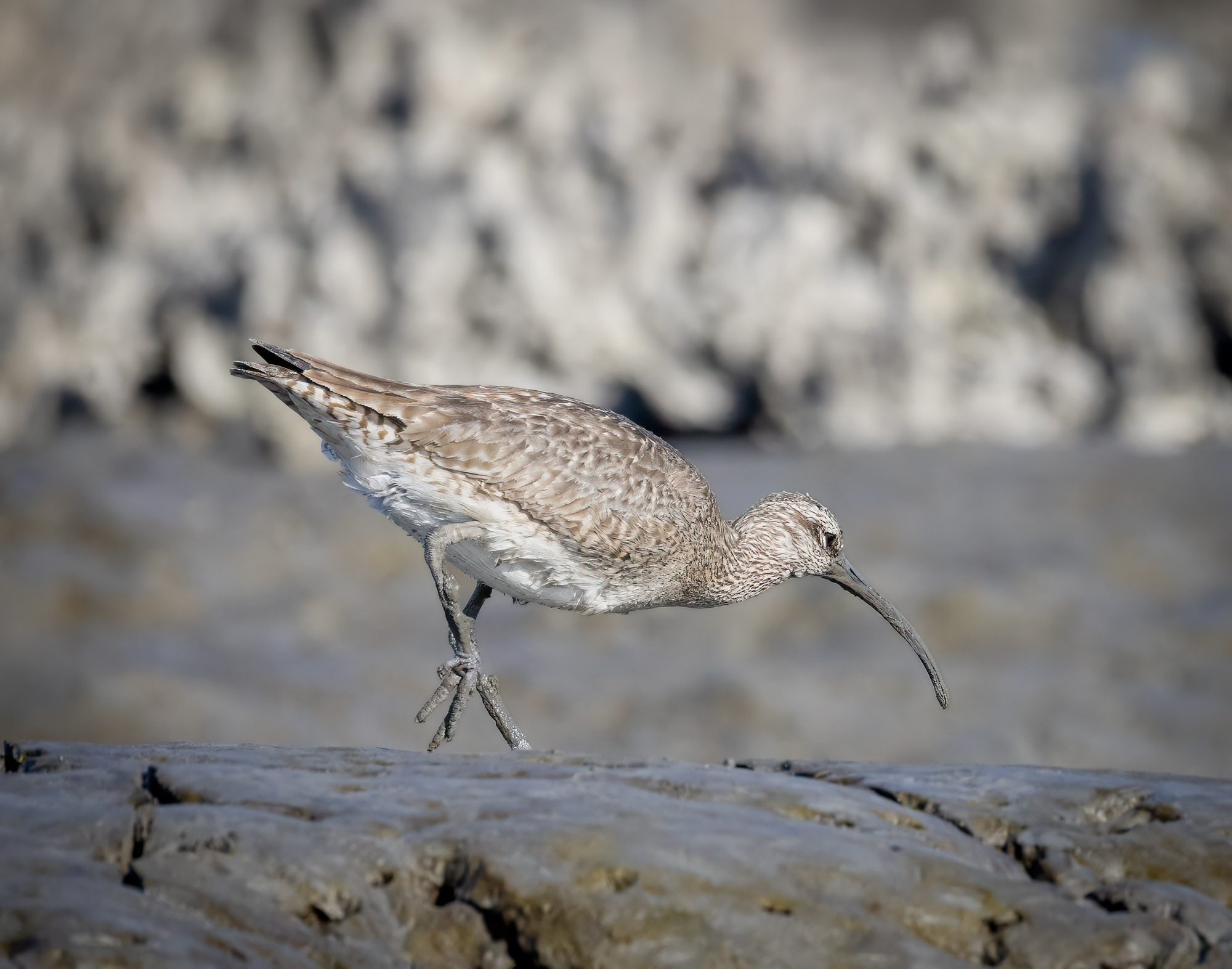Whimbrel by Julia Parrish