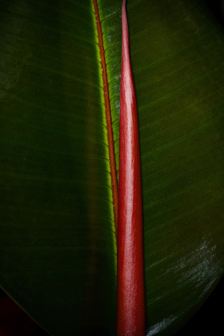 RUBBER PLANT by John Doyle