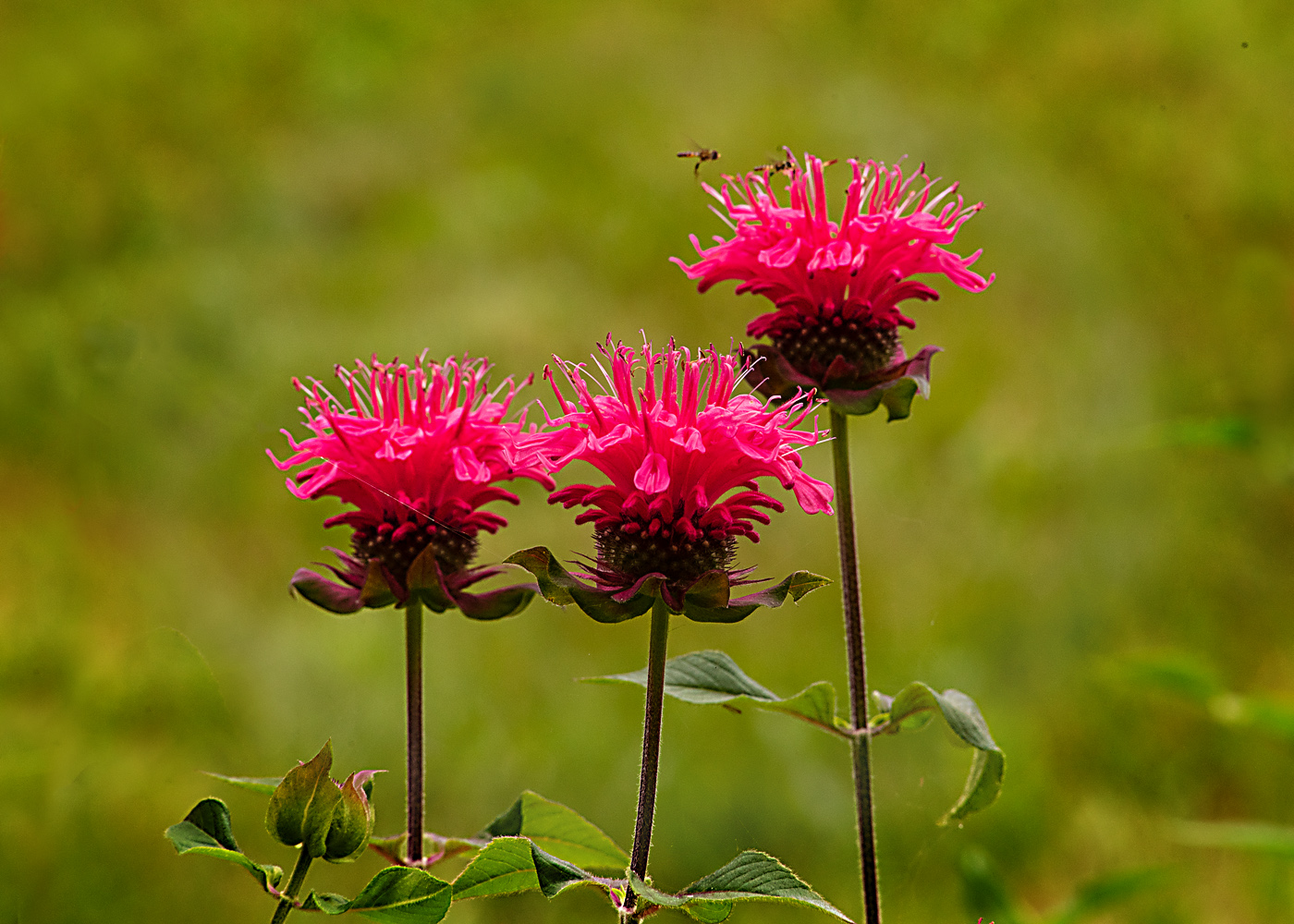 BRIGHT TRIO by Donald Darling Jr