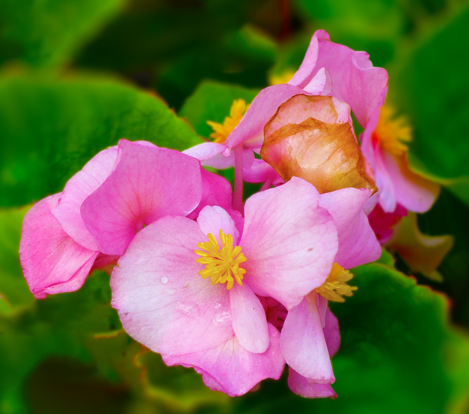 PRETTY IN PINK by Bev Caine