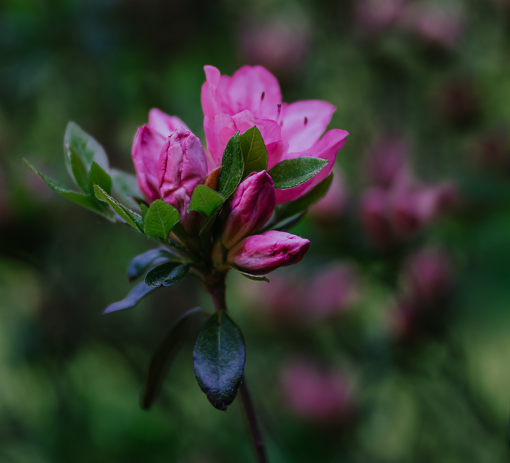 RHODODENDRUM BUD by Barbara Asacker
