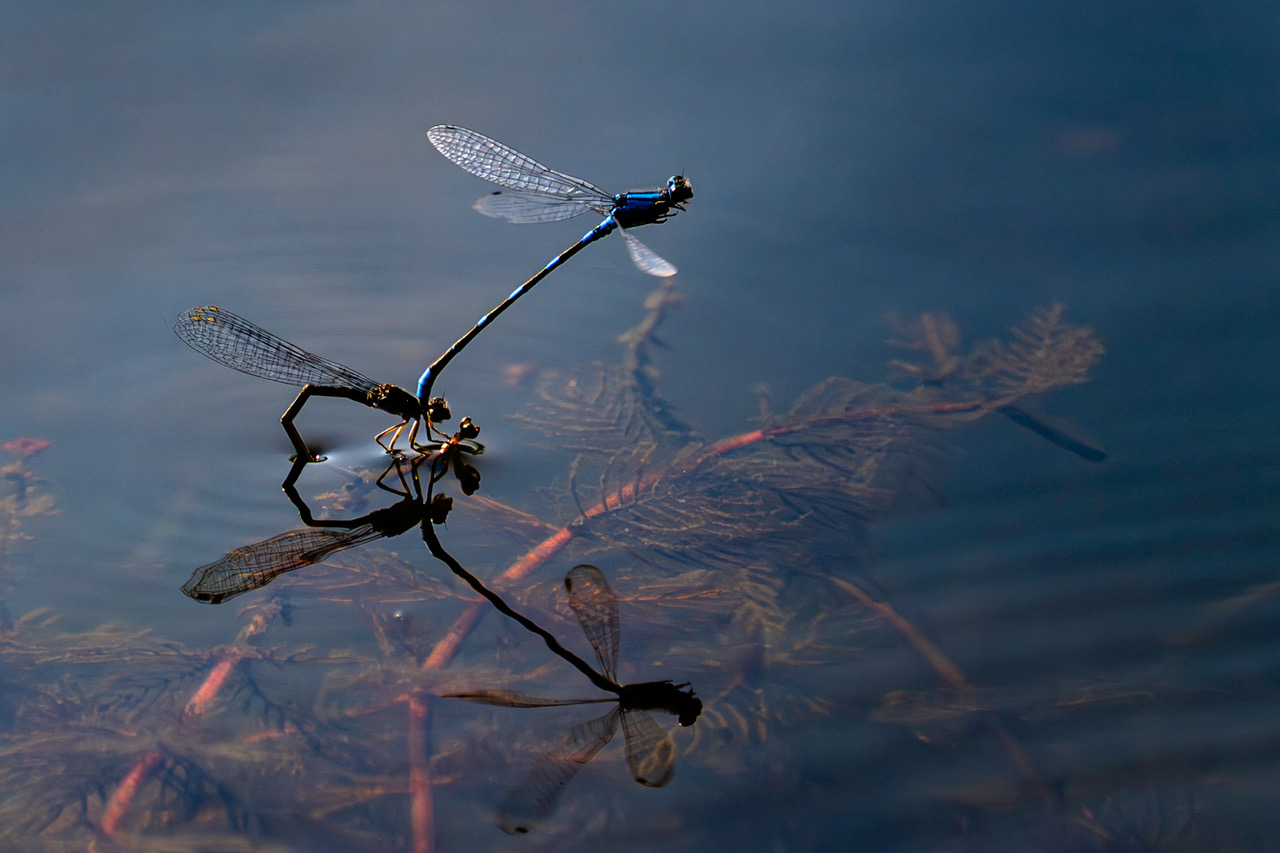 Dragonfly Mating by Jennie Wang