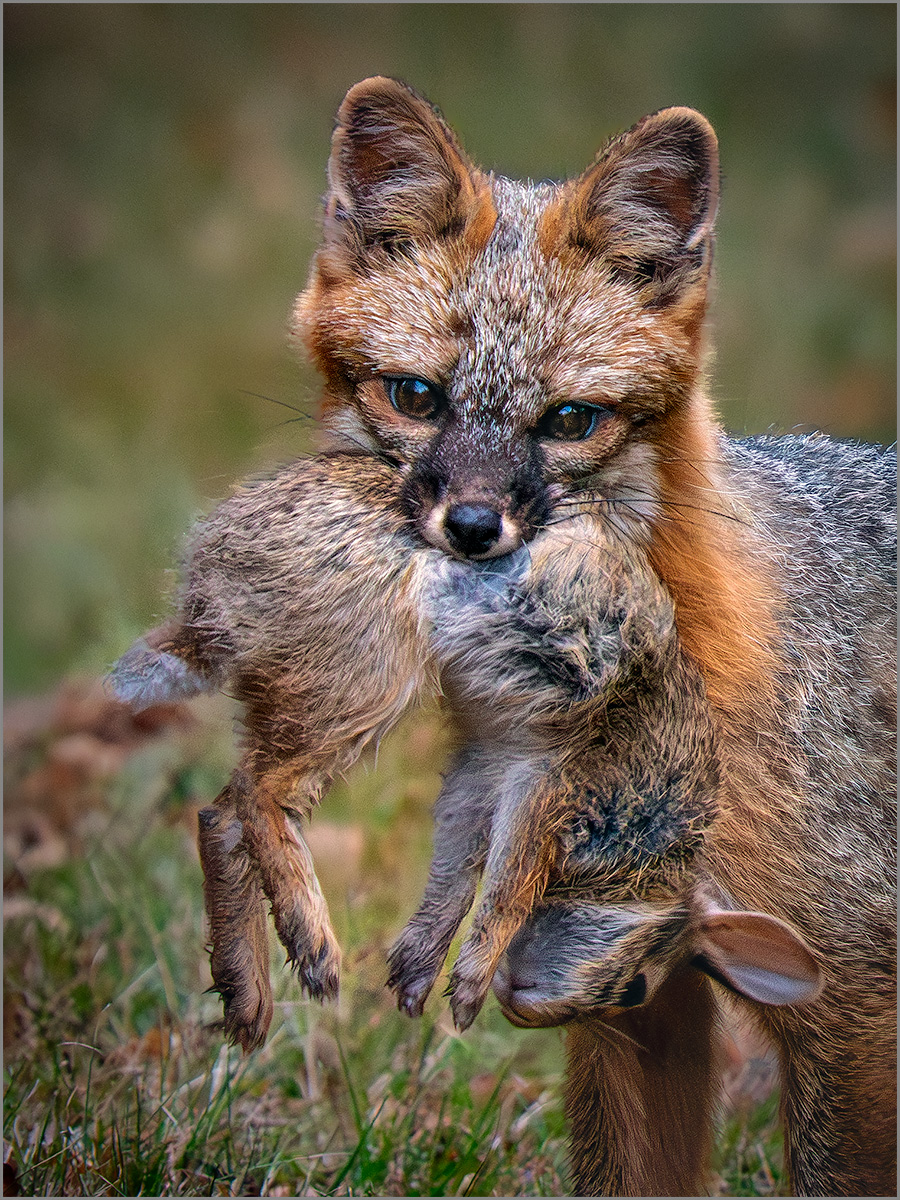 Rabbit for Dinner by Jeremy Martin