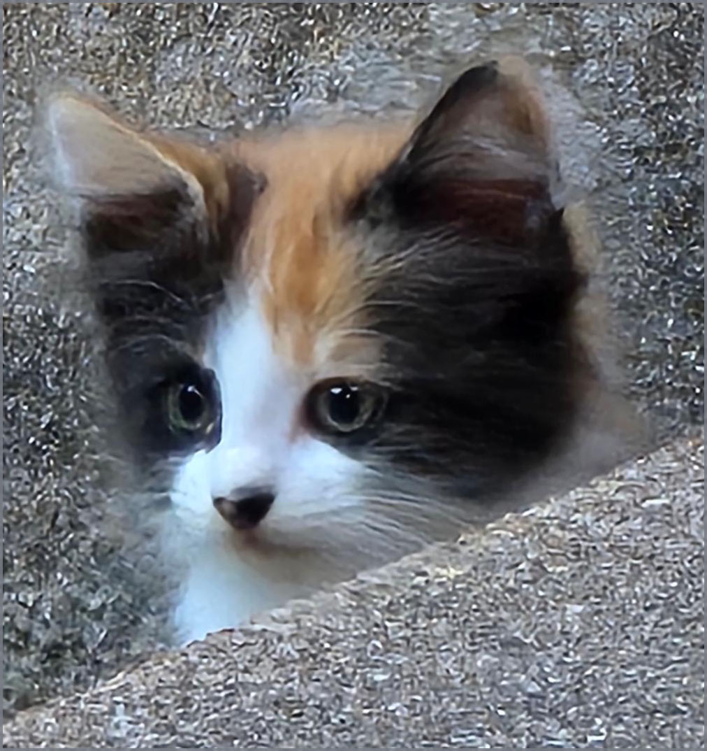 Need a Forever Home by Ruth Holt
