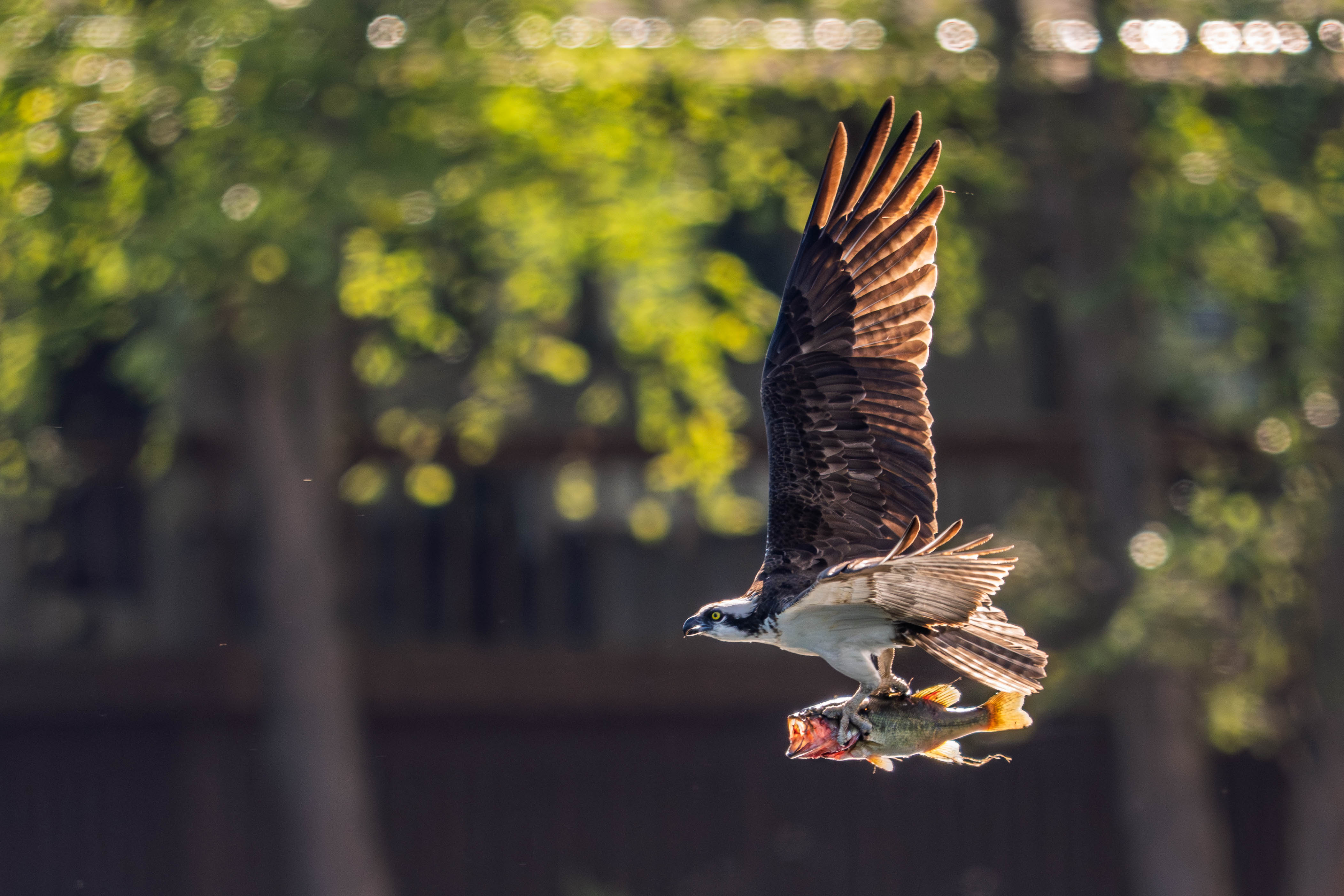 Breakfast Incoming by Steve Long