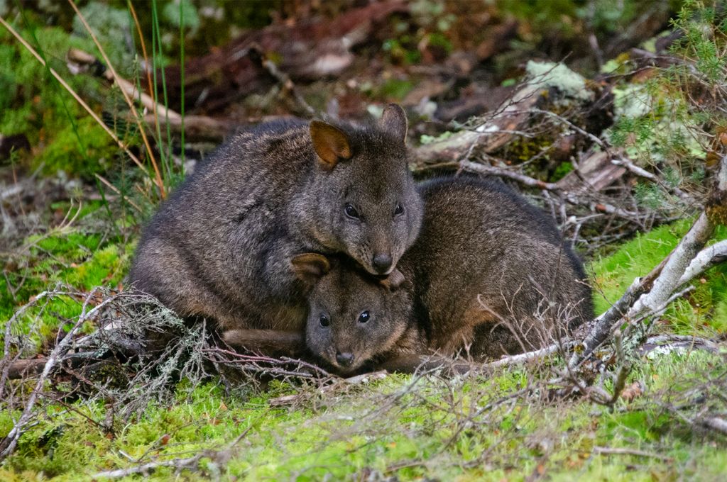 Snuggling Pademelons by Annmarie Finn