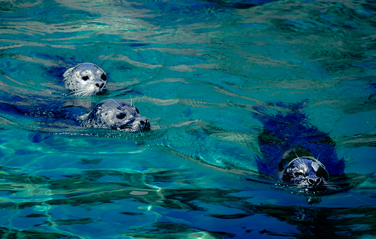 Harbor Seals by Bob Wills