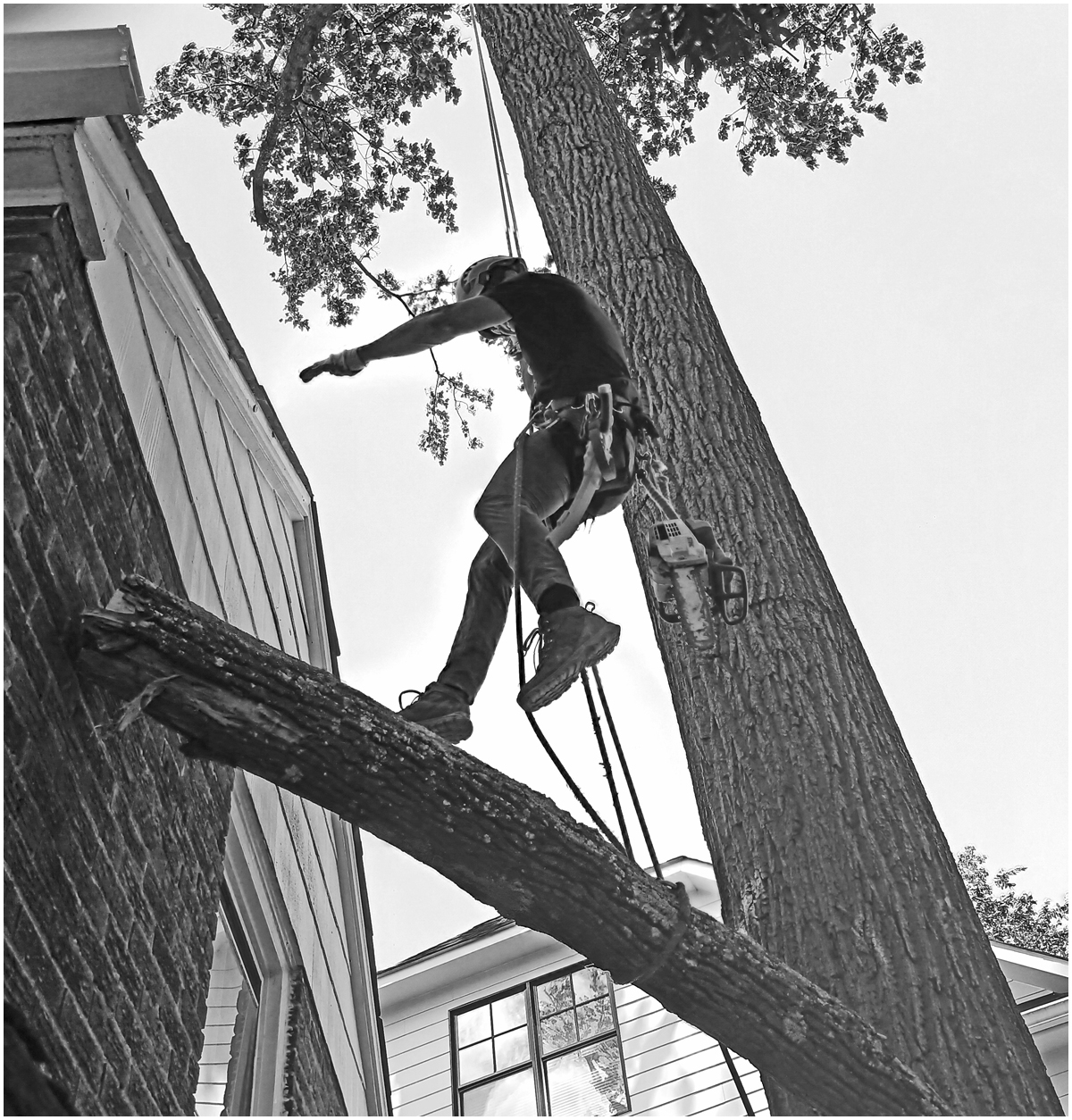 Tree man descending by Stephen Levitas