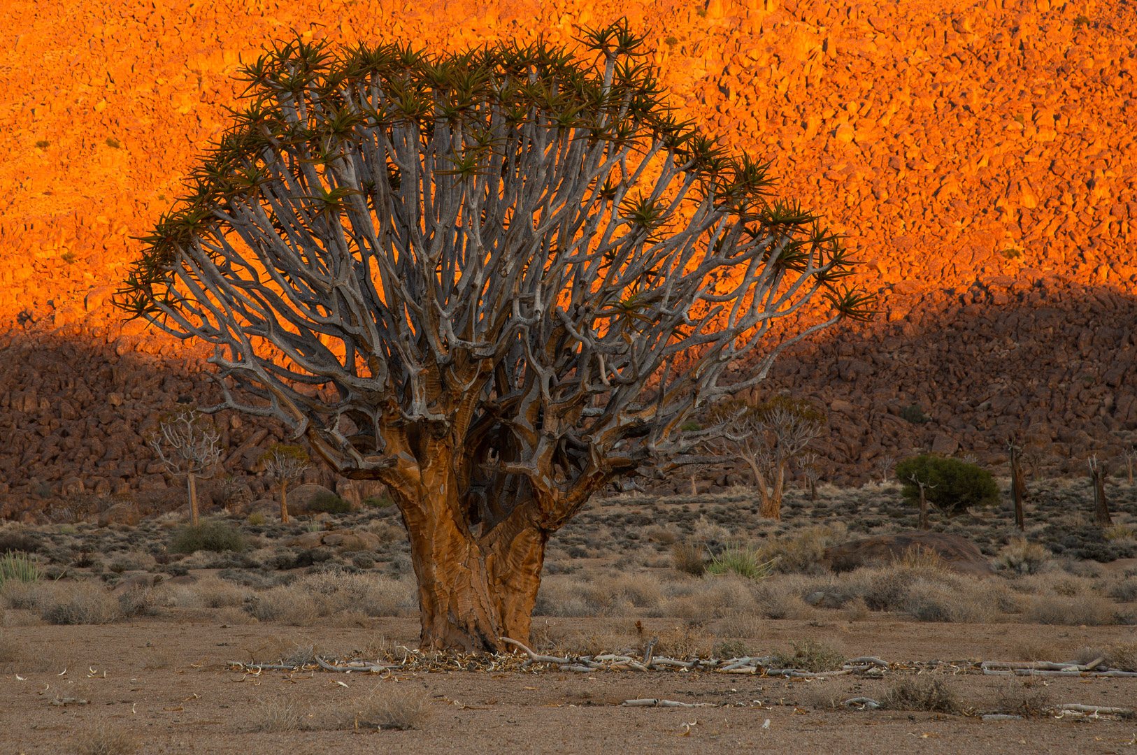 Quiver tree wall1/8s at F11 ISO50  EV-1&2/3  D800 Nikon 24-120mm AT120mm   Taken in the Richtersfeld in the area in South Africa by Francois Venter