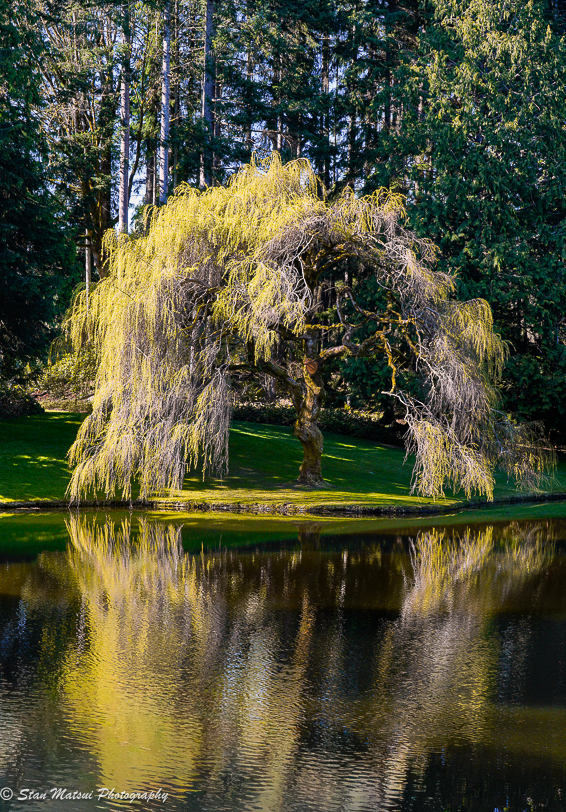 Willow Arch by Stan Matsui