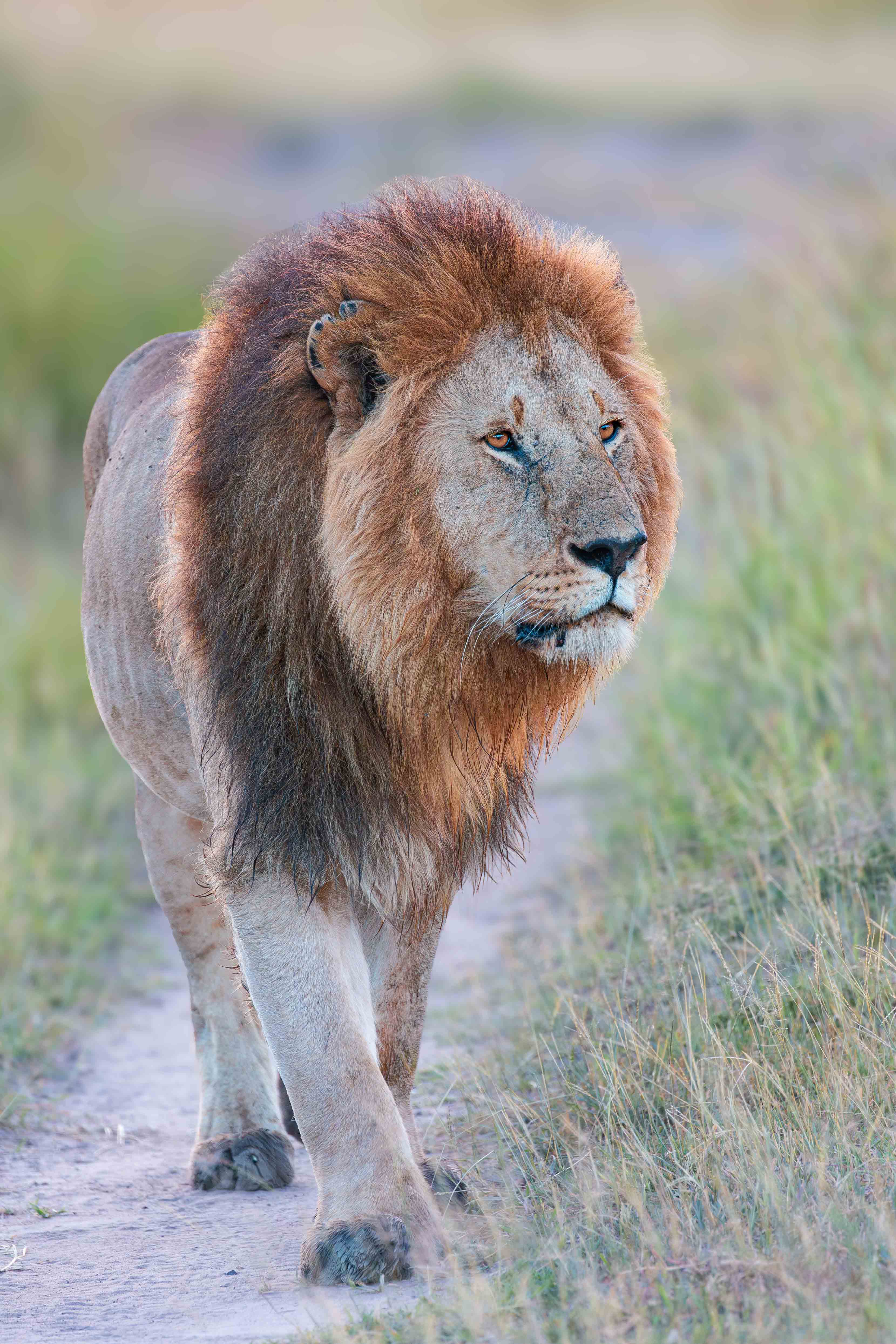 LION KING (MASAIMARA, KENYA - MAY 29, 2022) by Manas Saha