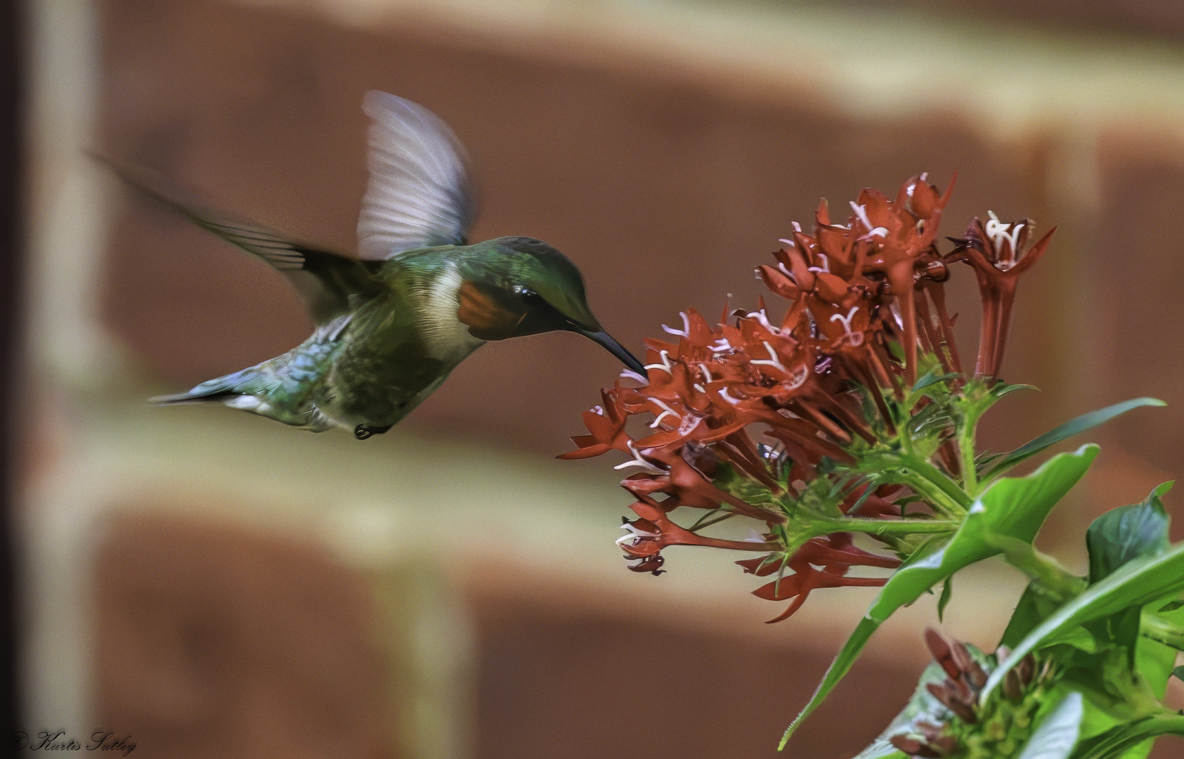Hummer by Kurtis Sutley