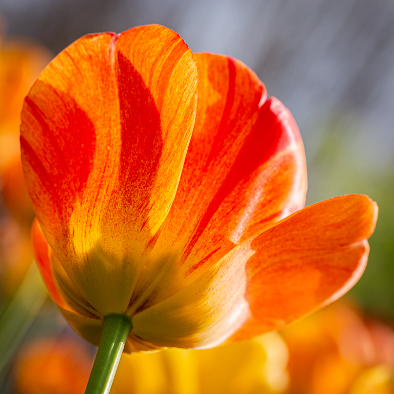 A flavor of Spring, The Tulip by Regine Guillemin