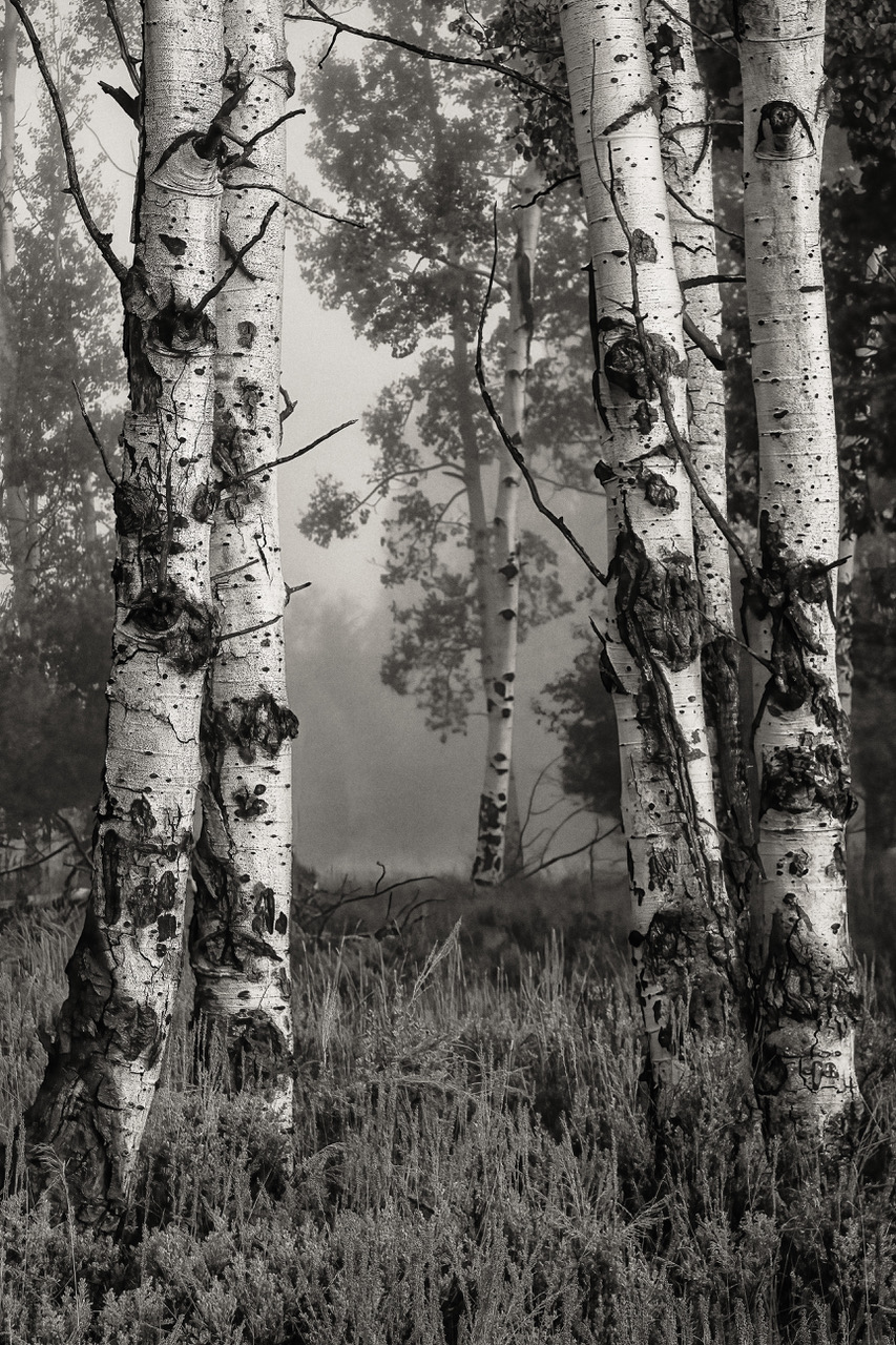 Aspen in the Mist by Paul Smith
