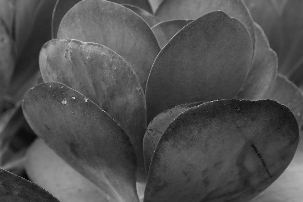 Paddle Plant in Autumn by Paul Smith