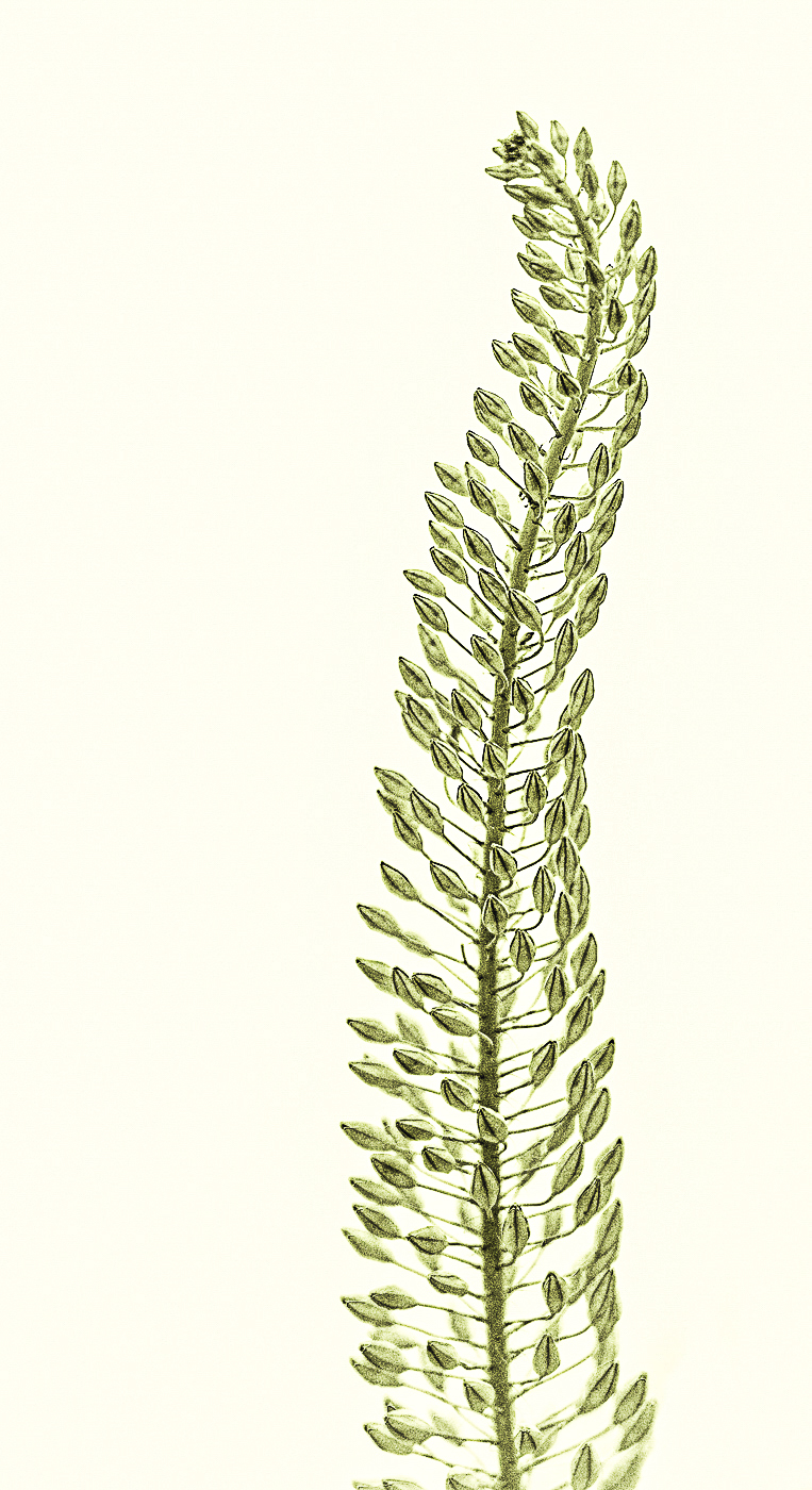 Comment Image