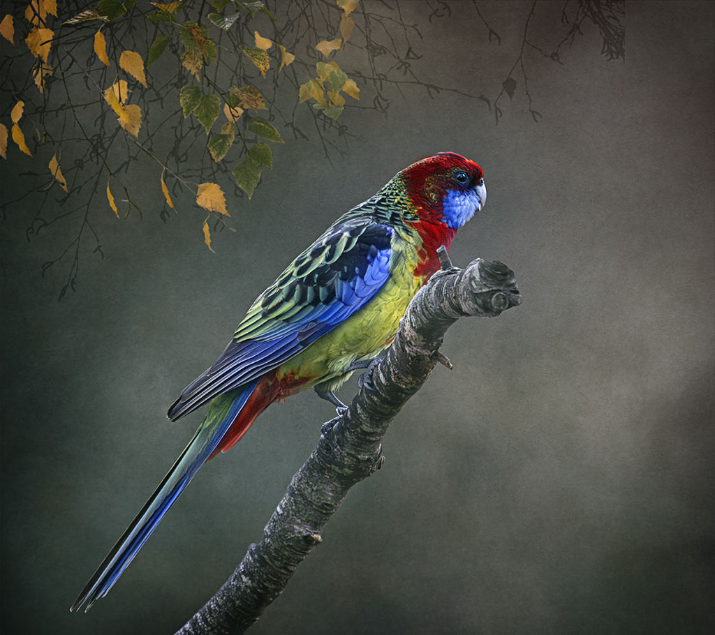 A colorful bird by Nadia Trevan
