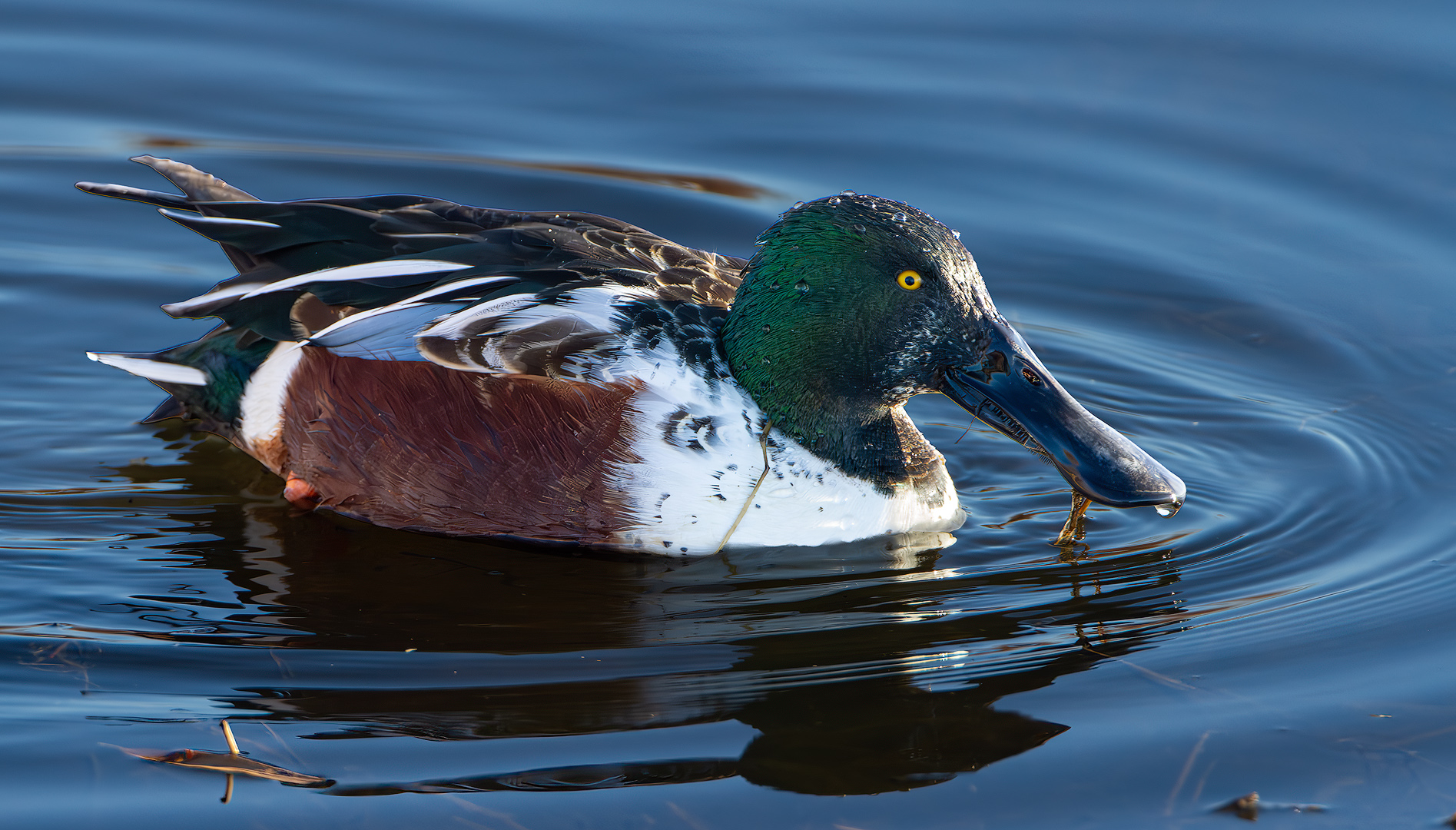 Northern Shoveler Male by Rick Cloran