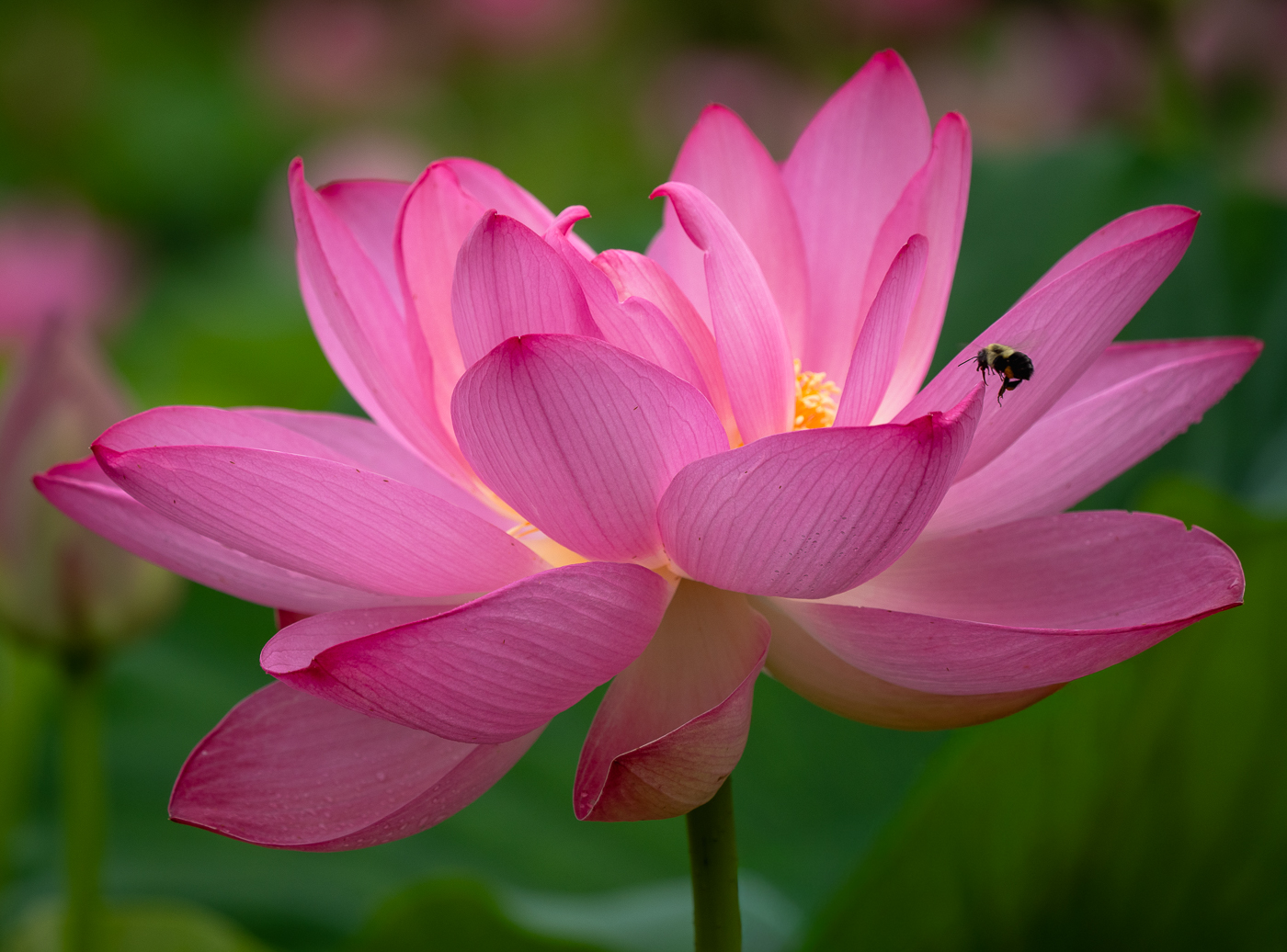 PRETTY IN PINK by Richard Distlerath