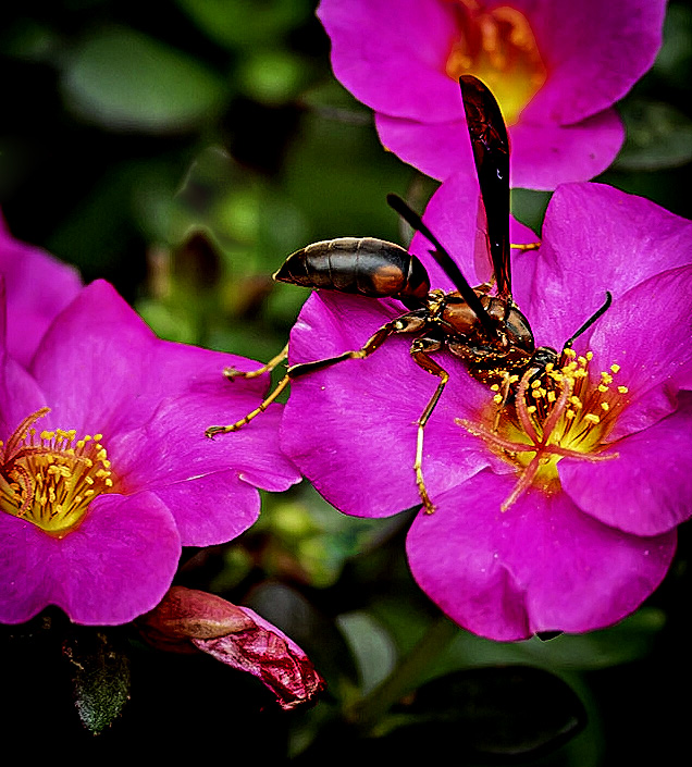 OH HAPPY DAYS by Jamie Federick