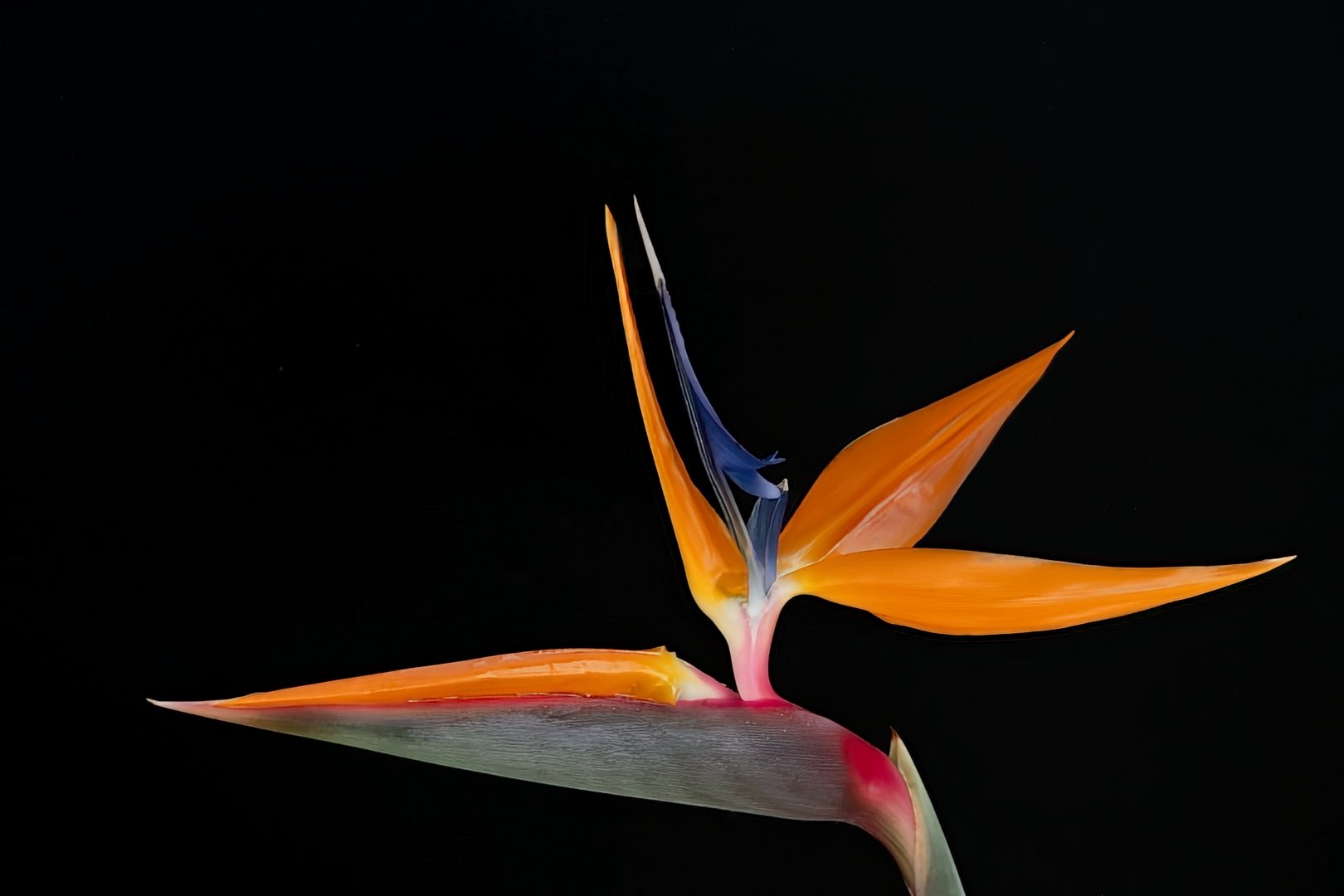 Closer to Paradise by Cindy Post