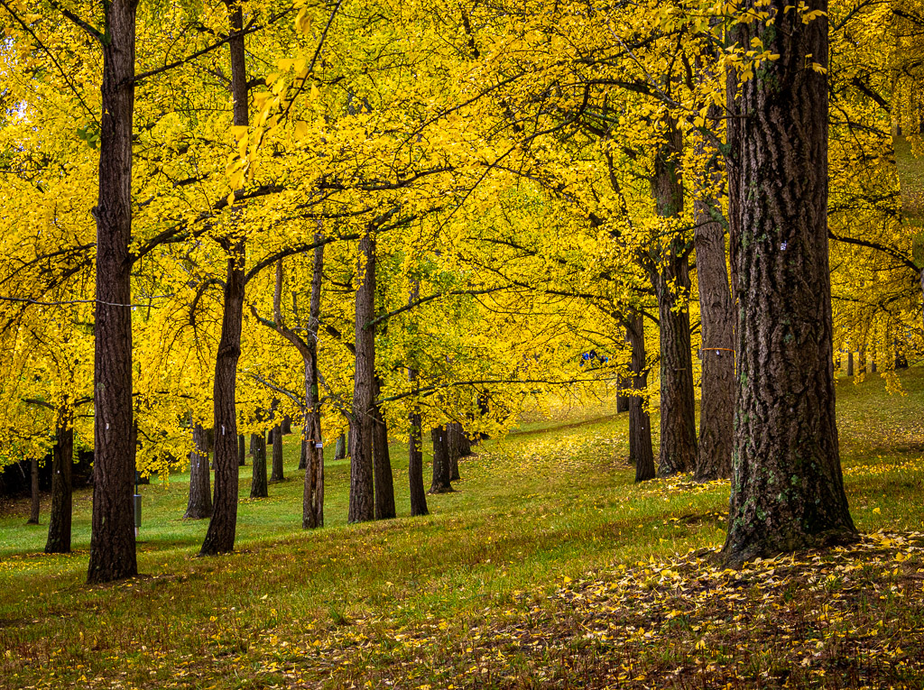 Ginko Glory by David Kepley