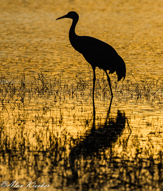 Sandhill Crane Silhouette by Alan Kiecker