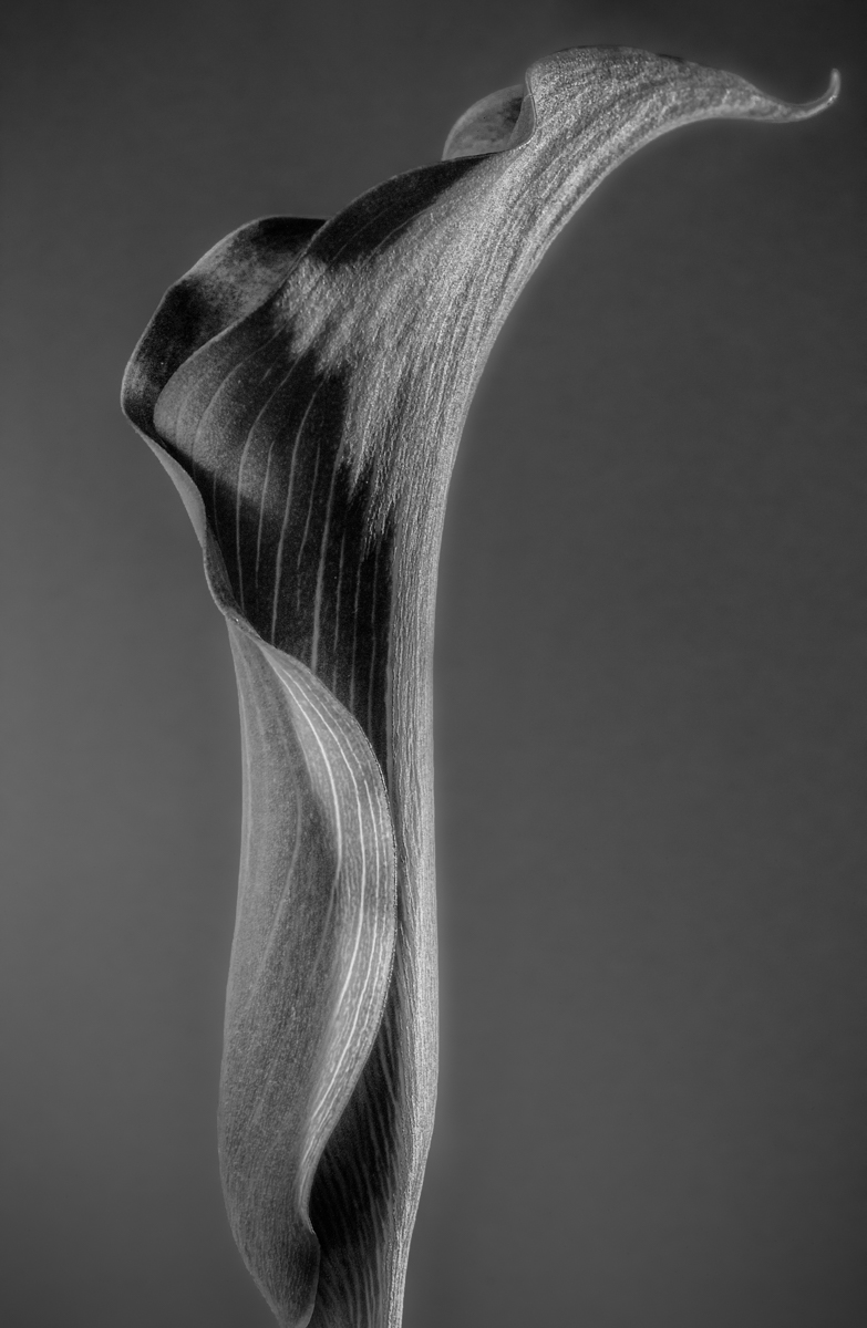 Calla Lily in Black and White by Lorna Zaback