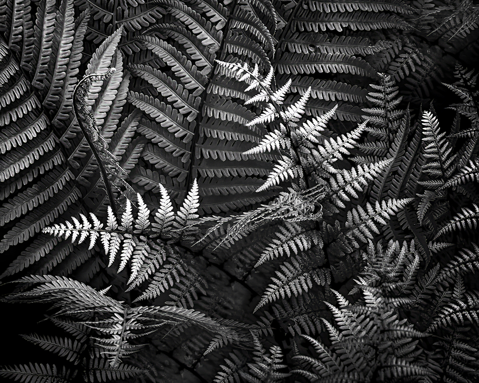 Ferns by Cindy Lynch