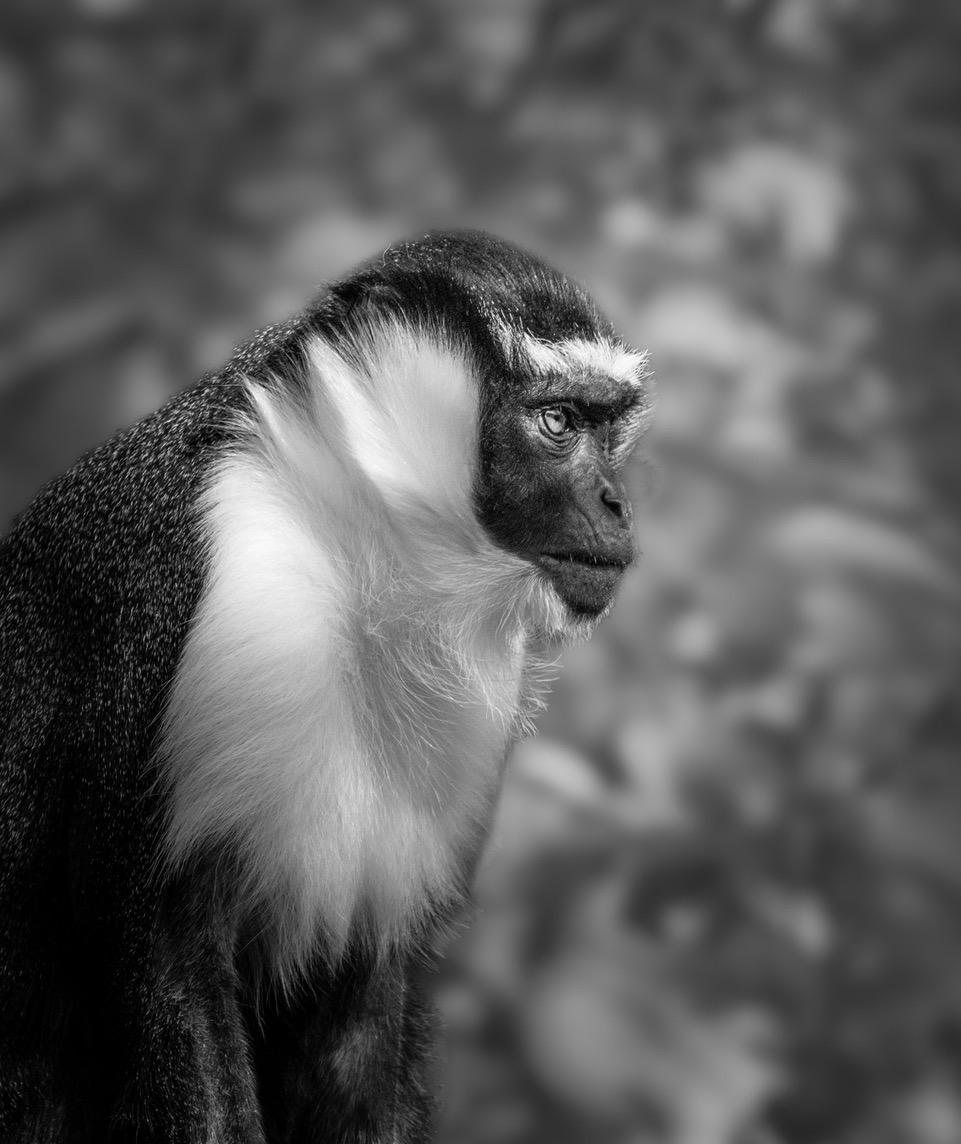 Monkey by Ger Walsh