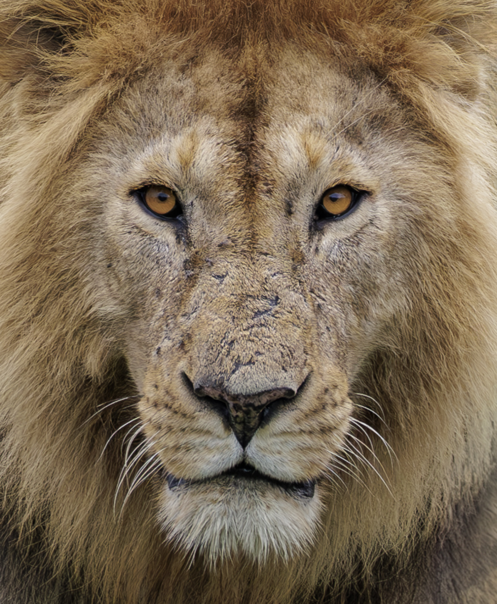 Battle Tested by Tracy Kaminer
