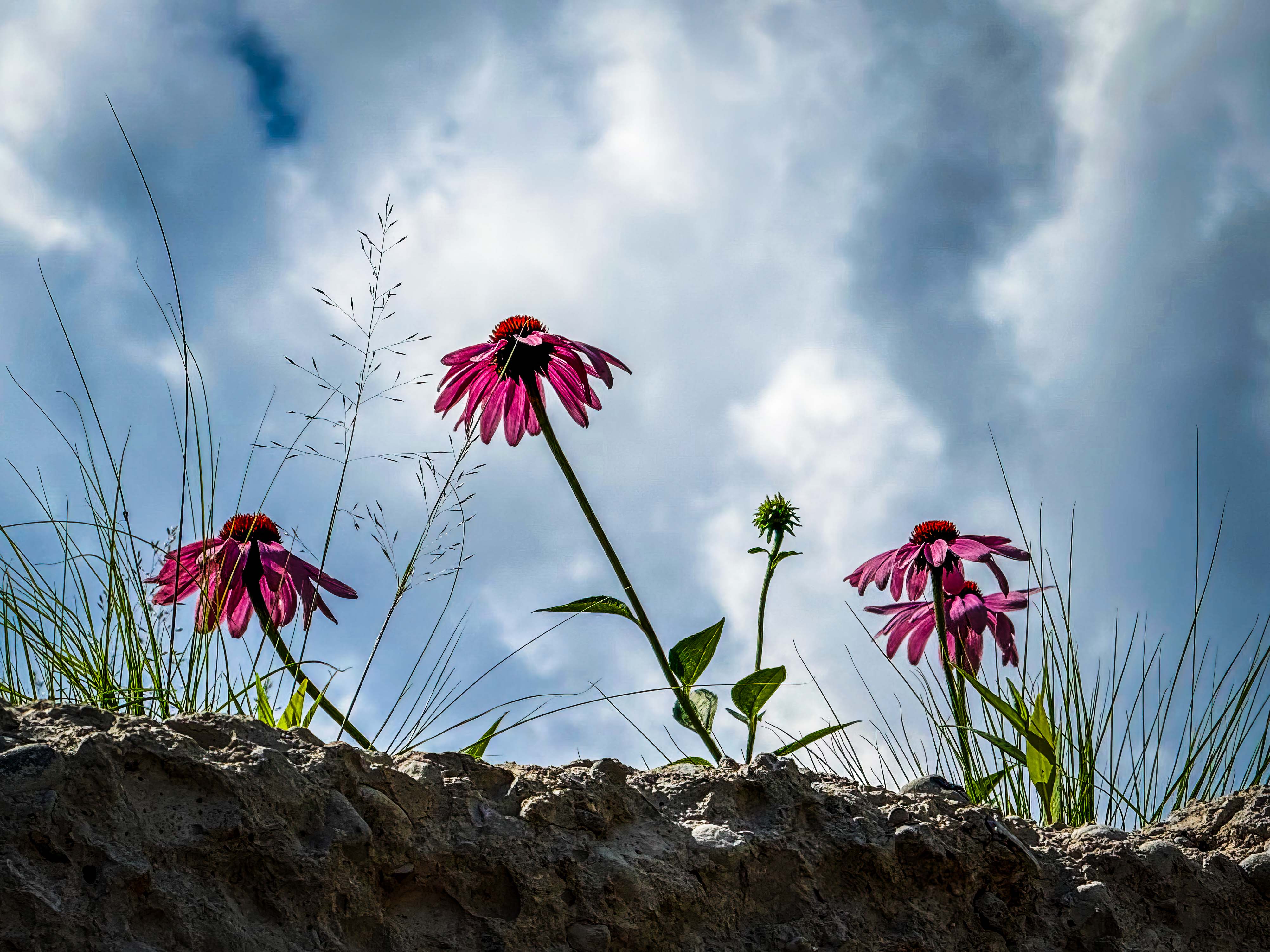 Coneflower by Judith Lesnaw