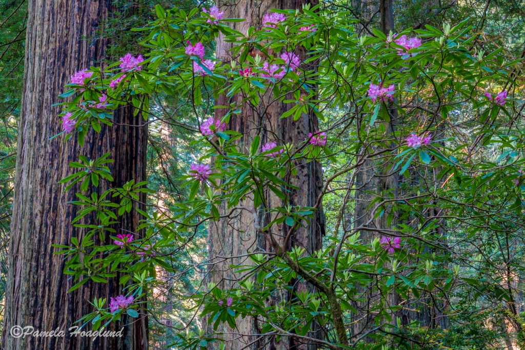 Wild Rhododendron in the Redwoods by Pamela Hoaglund