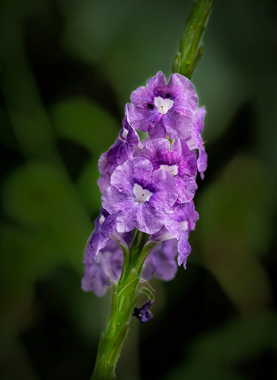 Blue Porter Weed by Cindy Lynch