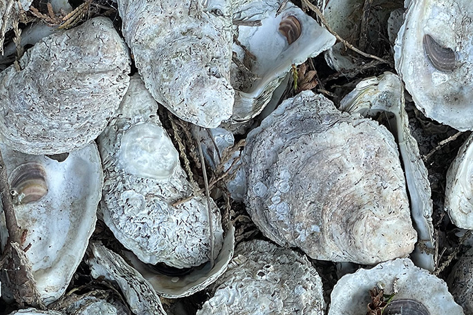 Oysters by Jessica Manelis