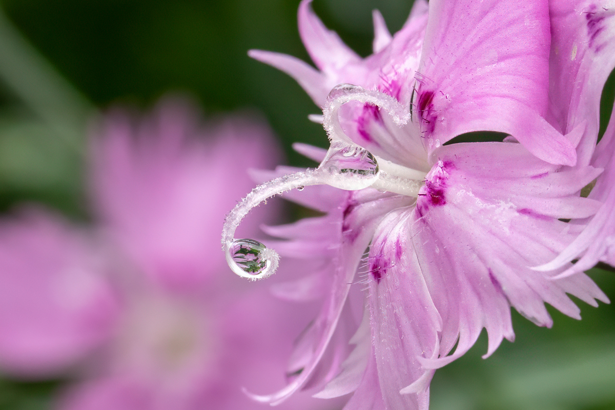 Raindrops on Dianthus  by Donna Becker